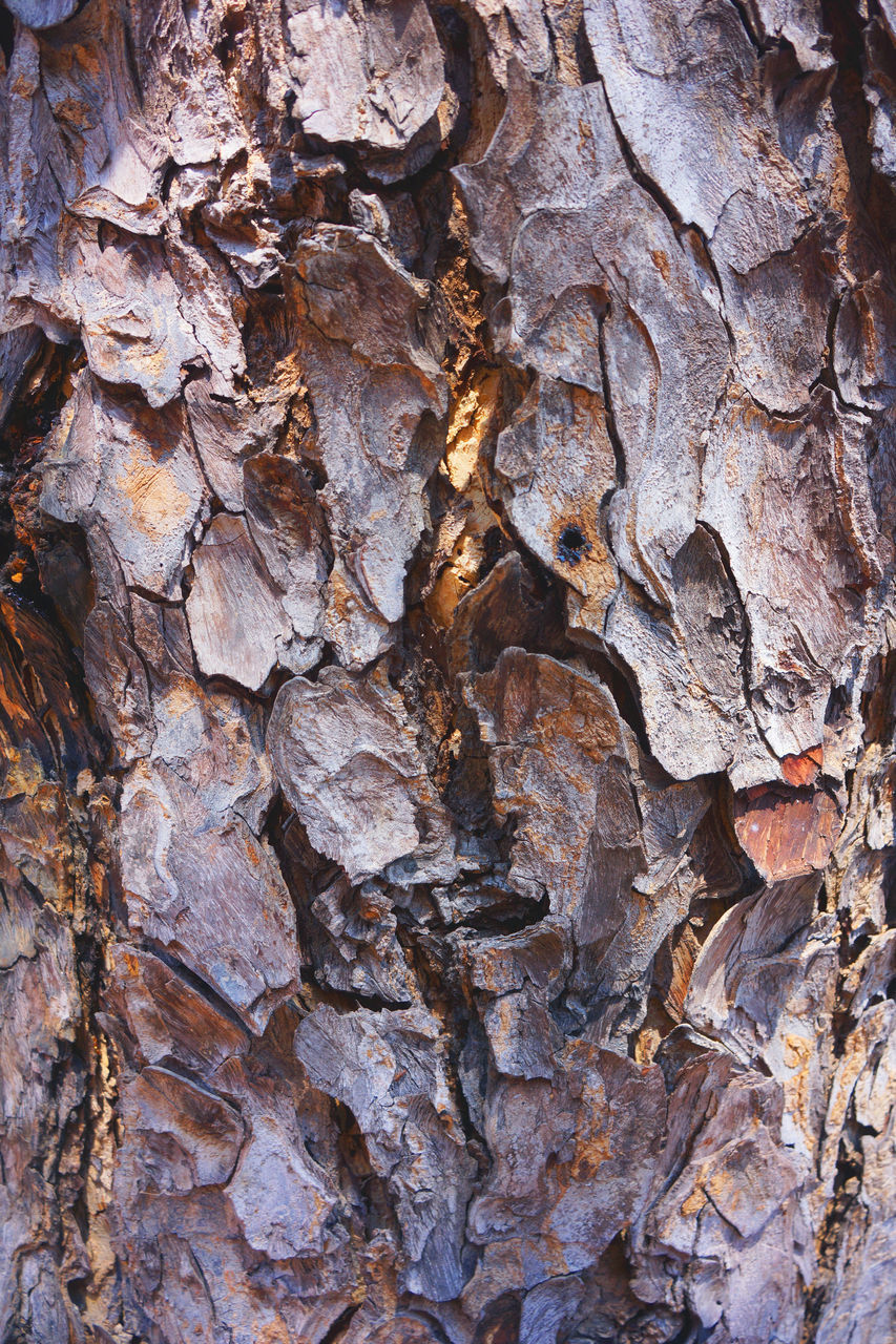 CLOSE-UP OF TREE BARK