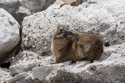 View of sheep on rock