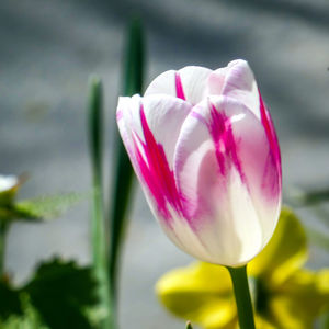 Close-up of pink water lily