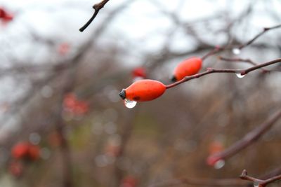 Close-up of cherries on tree