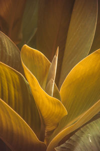 Close-up of yellow flowering plant