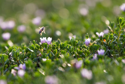 Close-up of honey bee on flower