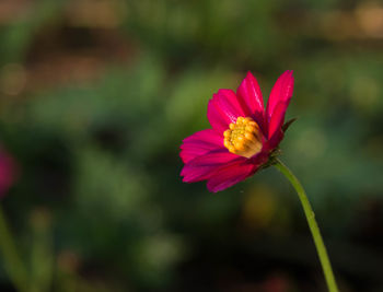 Close-up of pink cosmos flower blooming outdoors