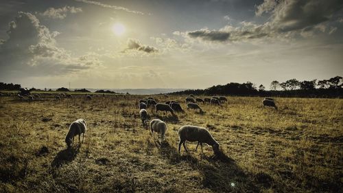 Flock of sheep grazing in field