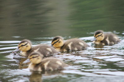 Ducks swimming in lake