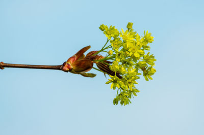 Low angle view of yellow flowering plant against clear sky