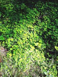 Plants against blurred background