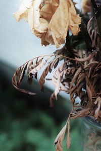 Close-up of dried leaves on plant