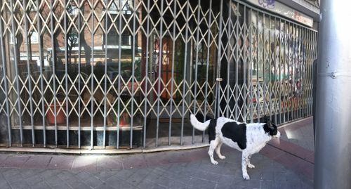 Dog standing by fence against window