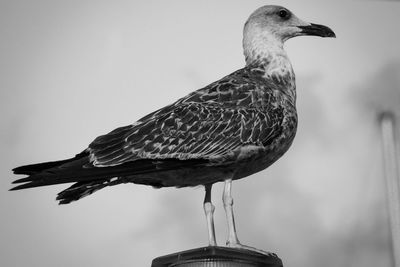 Close-up of bird perching