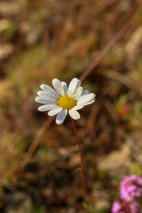 Close-up of white flowering plant