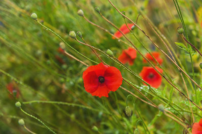 Close-up of red poppy on field