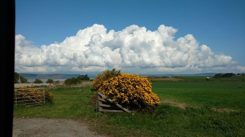 Panoramic view of flower trees against sky