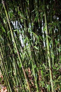 Full frame shot of bamboo trees in forest