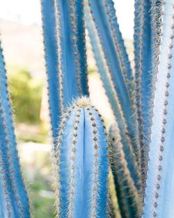 Close-up of blue cactus