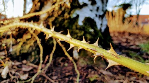 Close-up of insect on plant
