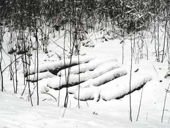 Frozen trees in winter