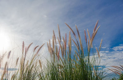 Low angle view of stalks against sky