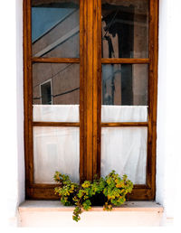 Potted plant by window of house