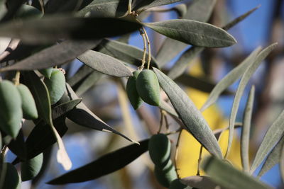 Close-up of olive on tree