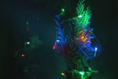 Close-up of illuminated christmas lights at night