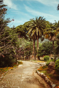 Footpath amidst palm trees against sky