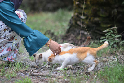 Low section of woman by cats on field