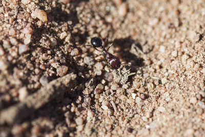 Close-up of lizard