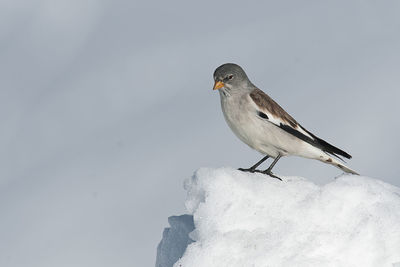 Close-up of bird perching on snow