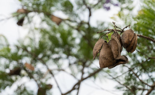 Low angle view of plant hanging on tree