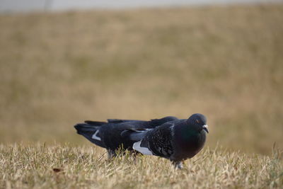 Close-up of bird perching on field