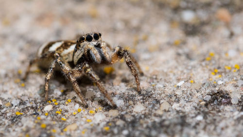 Close-up of spider