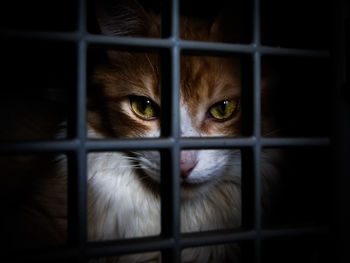 Portrait of cat looking through fence