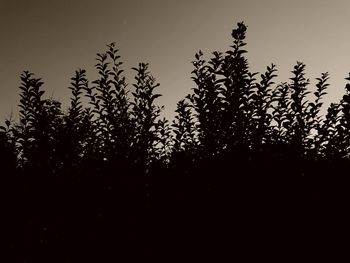 Close-up of silhouette trees against sky at sunset