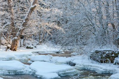 Snow covered land and trees