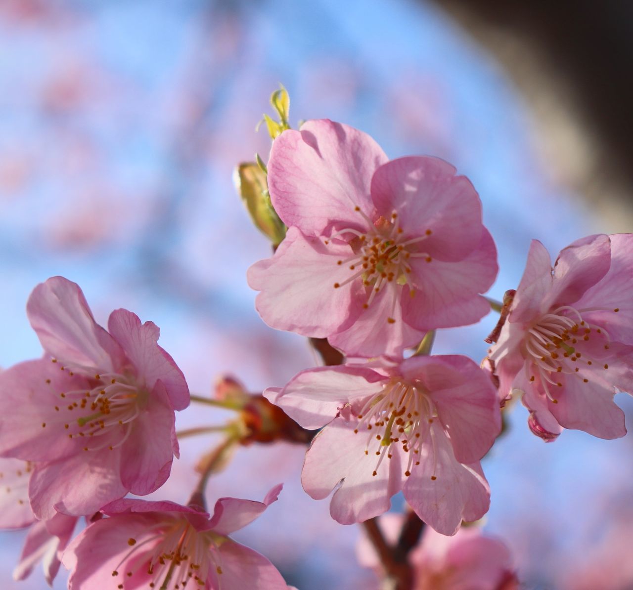 flower, beauty in nature, fragility, blossom, cherry blossom, springtime, petal, growth, pink color, nature, freshness, stamen, flower head, botany, tree, orchard, apple blossom, pollen, no people, close-up, branch, day, selective focus, outdoors, twig, plum blossom, blooming, sky