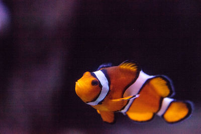 Close-up of fish swimming in aquarium