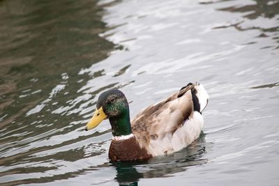 Duck swimming in park lake