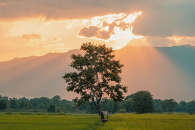 Tree on field against sky during sunset