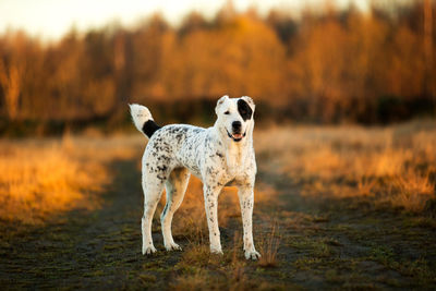 Dog standing on field