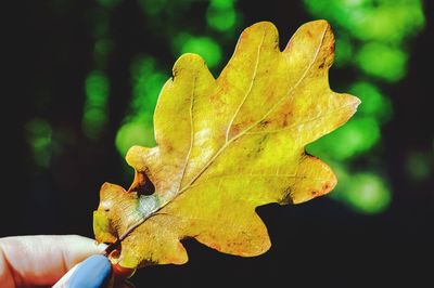 Close-up of maple leaves