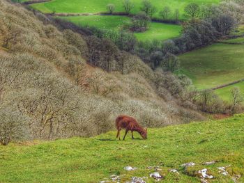 Animal grazing on grassy field