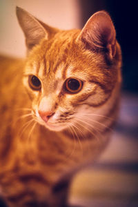 Close-up portrait of cat