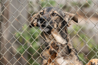 Portrait of a dog on chainlink fence