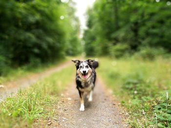 Portrait of dog on grass