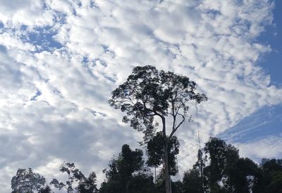 Low angle view of silhouette tree against sky