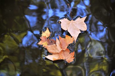 High angle view of maple leaf on lake