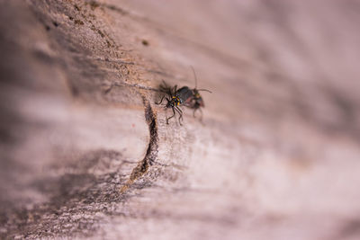 Close-up of fly