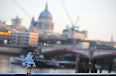 Close-up of bird against bridge in city