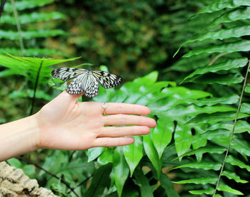 Butterfly on hand holding leaf